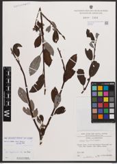 Salix bicolor Ehrh. ex Willd.